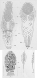 fig Plagiostomum maculatum