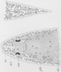 fig Plagiostomum meledanum
