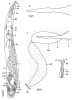 fig Marirhynchus longasaeta