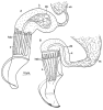 fig Pterognathus longostilo