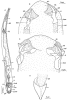 fig Prognathorhynchus stilofer