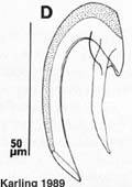 fig Uncinorhynchus westbladi