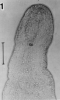 fig Nemertinoides elongatus
