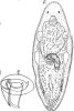 fig Annulovortex monodon