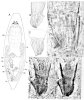 fig Jensenia macropharynx