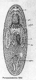 fig Promesostoma minimum