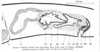 fig Polycelis sierrensis