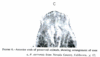 fig Polycelis sierrensis